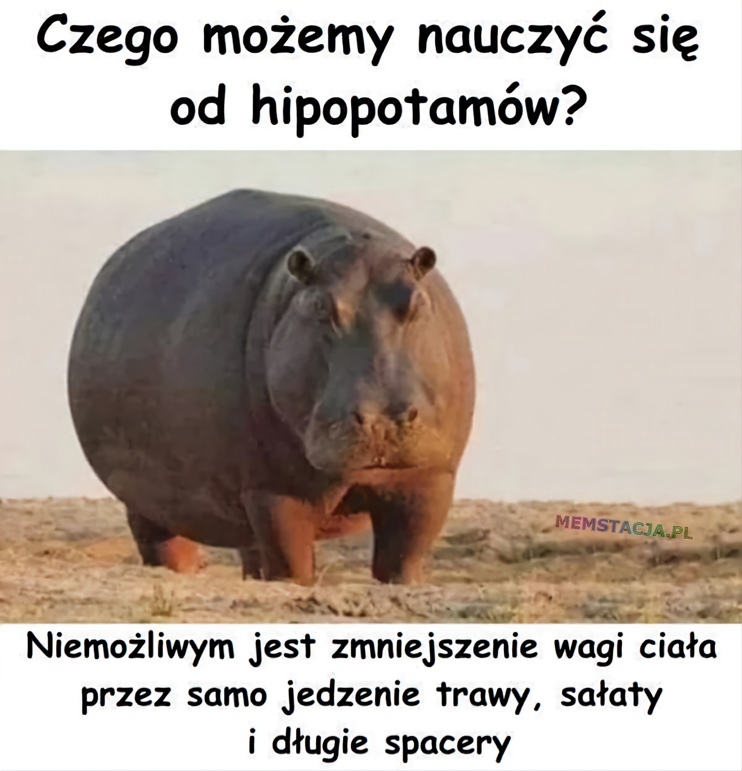 Czego możemy nauczyć się od hipopotamów? 🤔